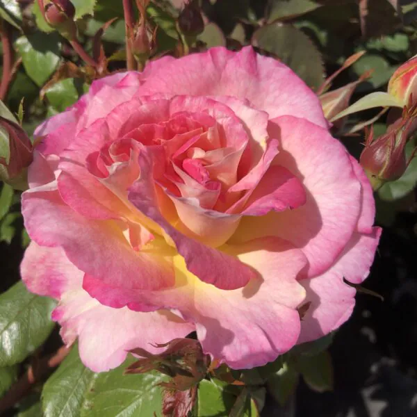 Our_Liz_Floribunda_Garden_Rose_23-03-600x600 | ЛПХ питомник роз "ГАРАНТ"