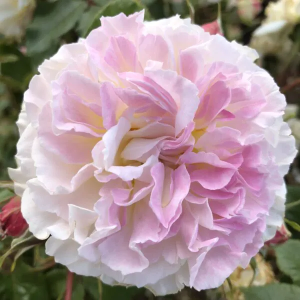 Our_Liz_Floribunda_Garden_Rose_23-19-600x600 | ЛПХ питомник роз "ГАРАНТ"